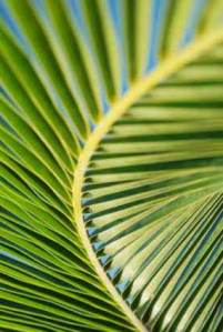 palm-sunday-australia