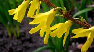 Photo credit: http://ideastations.org/watch/virginia-home-grown/tips-richard-prune-spring-blooming-plants