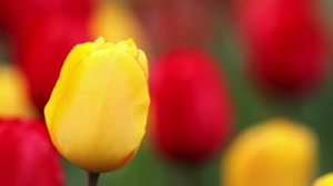 Photo credit: http://stock-clip.com/video-footage/tulip%20loop