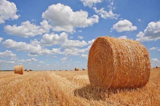 hay in field 1100_0