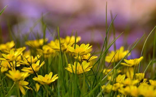 yellow-flowers-field-background-1